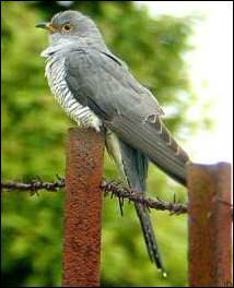 Le coucou est connu pour sa tendance à déposer ses œufs dans le nid d'autres oiseaux. Son chant caractéristique est annonciateur de la belle saison. Il appartient à la famille des :