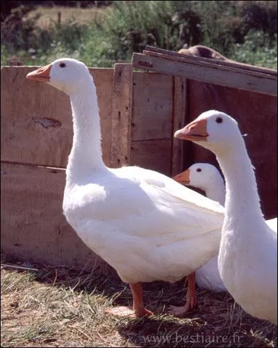 Elle peut tre rieuse, naine, cendre ou des moissons. On dit qu'elle cacarde ou qu'elle cagnarde. Associe au Capitole romain il s'agit de :