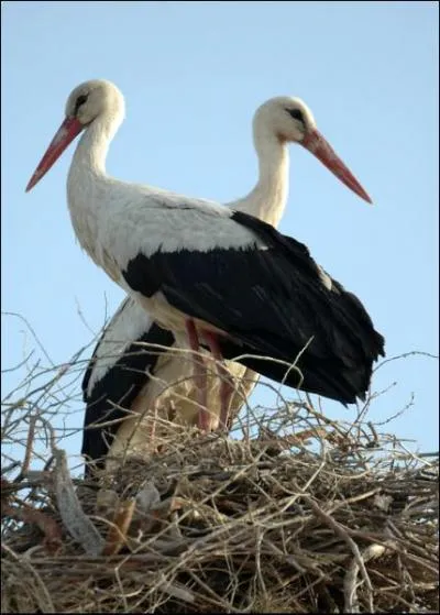 En Alsace on dit que c'est elle qui apporte les bbs. La cigogne pond entre 2 et 6 ufs couvs tour  tour par le mle et la femelle. L'closion a lieu au bout d'environ :
