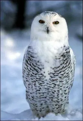 La chouette harfang est principalement diurne et plutt silencieuse. Elle se nourrit notamment de rongeurs et d'oiseaux. On la rencontre surtout :