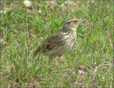 Alouette est le nom qui regroupe 76 espces d'oiseaux de la famille des alaudids. L'une de ces espces niche  la lisire des bois et se nourrit d'insectes et de petits vertbrs. C'est l'alouette :