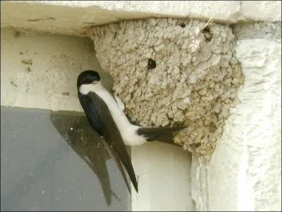 Cet oiseau migrateur revient chaque anne  l'endroit o il nichait l'anne prcdente. On dit de lui qu'il symbolise le printemps. Il s'agit de :
