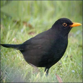 Le merle est un passereau omnivore qui se reconnat  son plumage noir et son bec jaune-orang. On dit qu'il babille, bavarde, flte, jase, siffle ou :