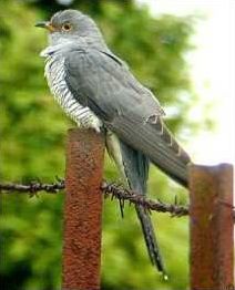Quiz Oiseaux