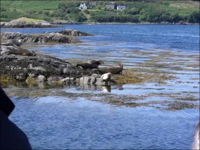 Quels mammifres marins trouve-t-on trs souvent sur la cte nord-ouest de l'Ecosse ?