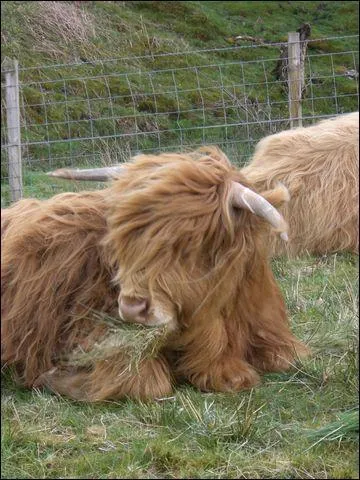 Comment appelle-t-on ce beau poilu ?