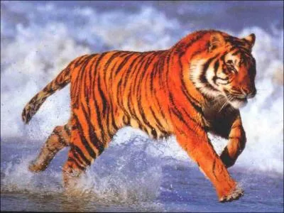 A quelle vitesse maximale court le tigre ?