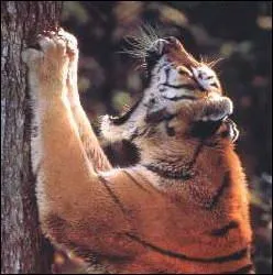 Voici 5 affirmations concernant la vie sociale du tigre. Laquelle est fausse ?