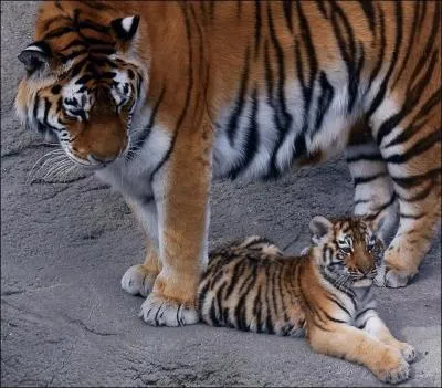 Combien dure la gestation de la tigresse et combien de petits a-t-elle ?