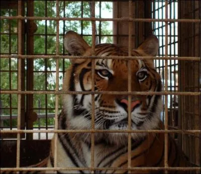 Quelle est l'esprance de vie d'un tigre ?