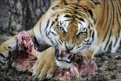 Combien de viande mange chaque jour un tigre en libert ? (plusieurs bonnes rponses)