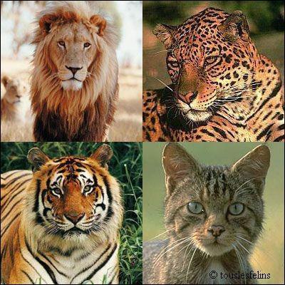 A quelle famille zoologique et à quel genre appartient le tigre ?