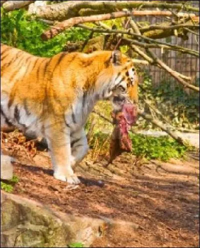 Comment le tigre fait-il pour prserver sa nourriture ? (plusieurs bonnes rponses)