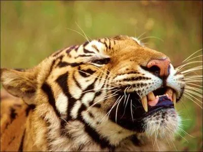 Combien peuvent mesurer les canines d'un tigre au maximum ?