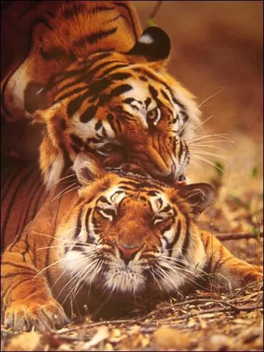 Quelle est la saison des amours chez le tigre ? (plusieurs bonnes rponses)