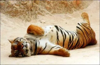 O et quand dort le tigre de prfrence ?