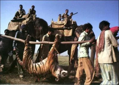 Pourquoi les tigres sont-ils une espce menace ? (plusieurs bonnes rponses)