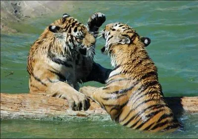 En 1900, il y avait environ 100 000 tigres en libert. Combien en reste-t-il de nos jours ?