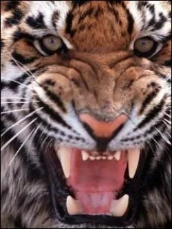 O trouve-t-on des tigres mangeurs d'homme ?