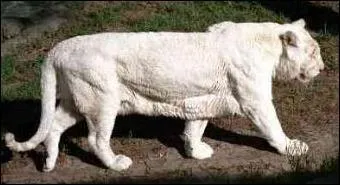 Normalement, tous les tigres sont rays.