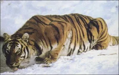 Combien pse un tigre ?