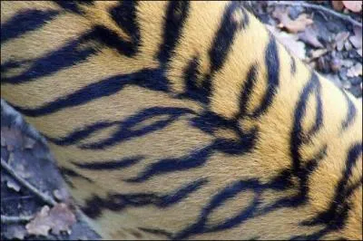 Les rayures de chaque tigre sont uniques.