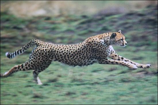 quel est animal qui va le plus vite