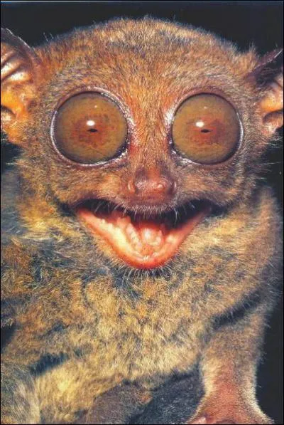 Voici 4 affirmations concernant le tarsier spectre. Laquelle est fausse ?