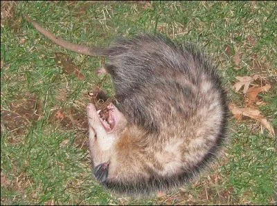 Menac par un prdateur, cet animal peut faire le mort pendant 4H, ses glandes produisant une odeur de putrfaction.