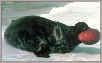 Qu'arrive-t-il  ce phoque ?