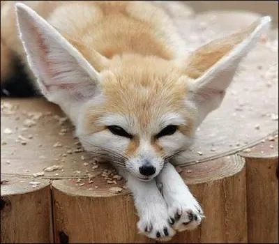 Voici 5 affirmations sur le fennec. Laquelle est fausse ?
