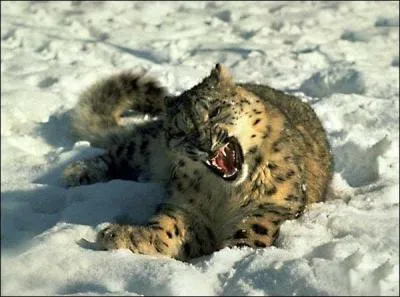 Quel est le record du lopard des neiges ?