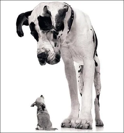 Ce chien est le plus grand du monde  ce jour, avec 109cm au garrot. Quelle est sa race ?