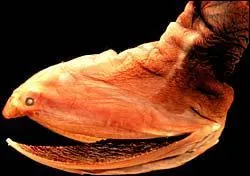 Qu'est-ce que c'est ?