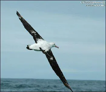 De tous les oiseaux il a la plus grande envergure (3, 5m d'une aile  l'autre). Il peut parcourir 500km par jour au-dessus des ocans en quelques coups d'ailes. Qui est-ce ?