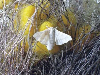 La culture du ver  soie a connu son heure de gloire au XIXe sicle. Comment se nommaient les ateliers d'levage ?