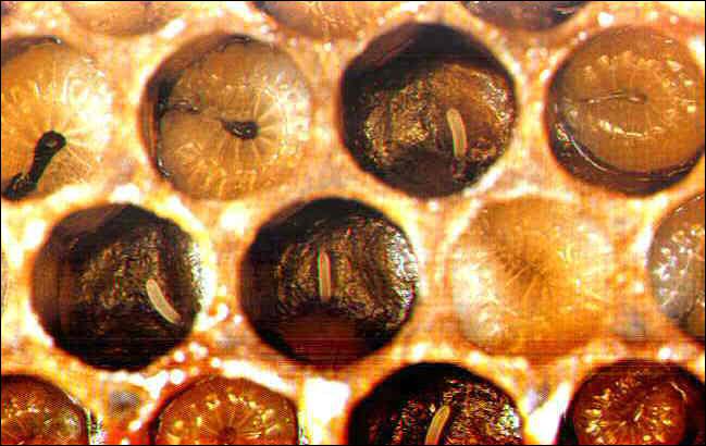 Comment appelle-t-on l'ensemble des cellules où les abeilles sont en gestation ?