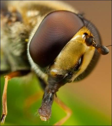 Voici 4 affirmations concernant la vision des abeilles. Laquelle est FAUSSE ?