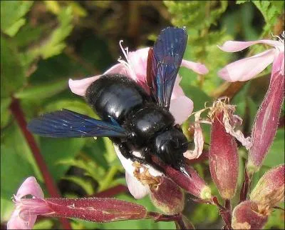 Quelle est la particularit de l'abeille charpentire (ou xylocope) ?