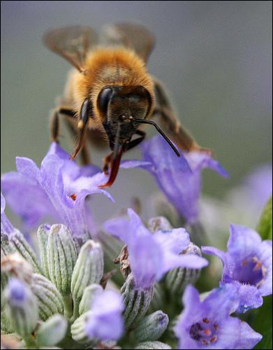 De quoi se nourrit une abeille ? (3 bonnes réponses)