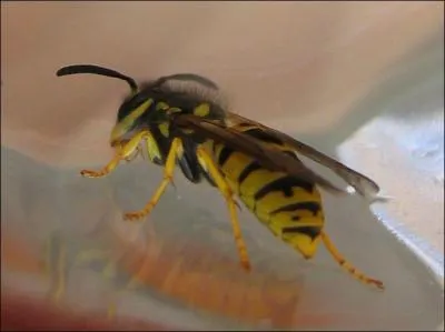 Quelles diffrences y a-t-il entre une abeille et une gupe ? (4 bonnes rponses)