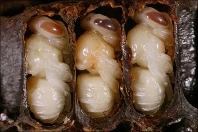 Pour les abeilles  miel femelles, quels sont, dans l'ordre, les stades d'volution ?
