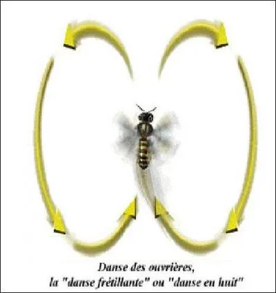 Pourquoi les abeilles dansent-elles ?
