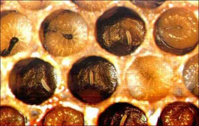 Comment appelle-t-on l'ensemble des cellules o les abeilles sont en gestation ?