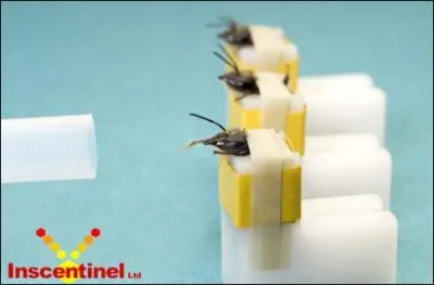 A quoi sont employes les abeilles dans les recherches rcentes ? (plusieurs bonnes rponses)