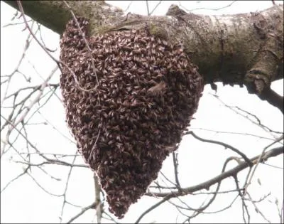 Que font les abeilles en hiver ? (3 bonnes rponses)