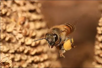 Parmi ces espces d'abeilles  miel, laquelle vit en Europe ?