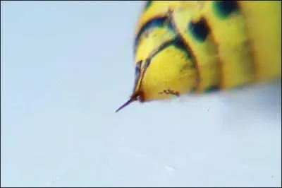 Toutes les abeilles ont un dard.