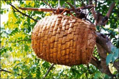 Qu'est-ce qu'une ruche ?