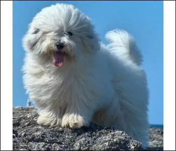 Quelle est la race de ce chien ?